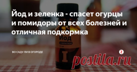Йод и зеленка - спасет огурцы и помидоры от всех болезней и отличная подкормка Огурцы , как и многие другие культуры подвержены заболеваниям. Лечить конечно их можно, но лучше проводить профилактические работы , чем потом ломать голову.
И сегодня будет идти речь об йоде и зеленке для профилактики болезней огурцов. Болезней у огурцов много : это и ложная мучнистая роса, и мучнистая роса, и прикорневая гниль,и серая гниль . И вот средства с зеленкой и йодом как раз и помогают