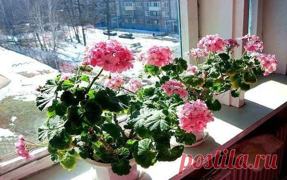 ЧУДО-УДОБРЕНИЕ ДЛЯ ГЕРАНИ
У вас есть в доме герань? А знаете ли вы как ухаживать за геранью, чтобы она цвела и радовала вас буйной растительностью?
Приготовьте для герани чудо-удобрение. Уже через некоторое время вы не узнаете свой цветок!
Вам понадобится:
1. Отстоянная вода2. перекись водорода3. йод.
Смешать 1 мл перекиси с 1 литром воды. Добавить 0,6 мл йода. Все хорошенько перемешать.
Перед поливом герани убедитесь, что земля абсолютно сухая. Поливать герань.
Посмотрите видео как приготовить