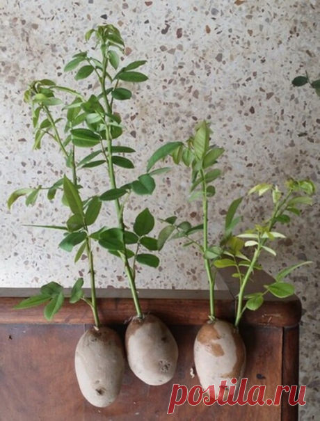 Натуральные стимуляторы образования корней

Мед. В 1,5 л воды растворяют чайную ложечку меда, черенок помещают в раствор на одну треть и выдерживают в нем 12 часов.

Картофель. Для укоренения подойдет крупная картофелина. Из нее тщательно удаляют все глазки, делают надрез и вставляют в него черенок. При достаточном поливе он быстро даст корни.

Сок алоэ. В воду с черенком добавляют 3–7 капель свежего сока алоэ. Он не только ускоряет появление корешков, но и стимулирует иммунную систему черенка.