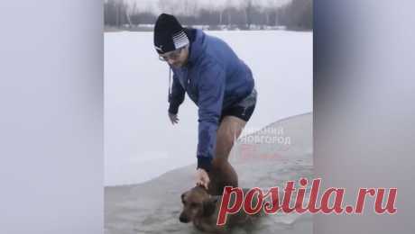 Спортсмен-морж спас тонущую в ледяной воде собаку во время пробежки с друзьями. В Нижнем Новгороде молодой человек спас собаку из озера во время пробежки. Друзья мужчины, ставшие очевидцами его поступка, рассказали о произошедшем Telegram-каналу &quot;Нижний Новгород без цензуры&quot;. Компания спортсменов, ...