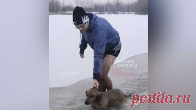Спортсмен-морж спас тонущую в ледяной воде собаку во время пробежки с друзьями. В Нижнем Новгороде молодой человек спас собаку из озера во время пробежки. Друзья мужчины, ставшие очевидцами его поступка, рассказали о произошедшем Telegram-каналу "Нижний Новгород без цензуры". Компания спортсменов, ...