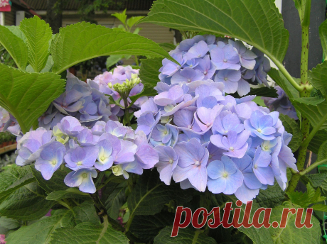 Мой Мир@Mail.Ru Гортензия