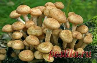 Чем полезны осенние опята? | Дары природы | Яндекс Дзен