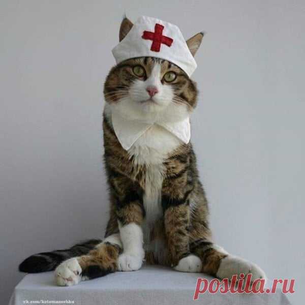 Без Кота И Жизнь Не Та | Facebook