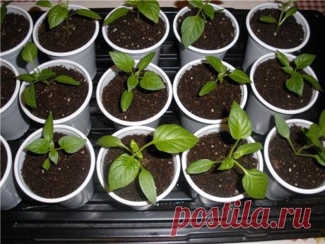 Подкормка рассады сладкого перца | Домашняя ферма
