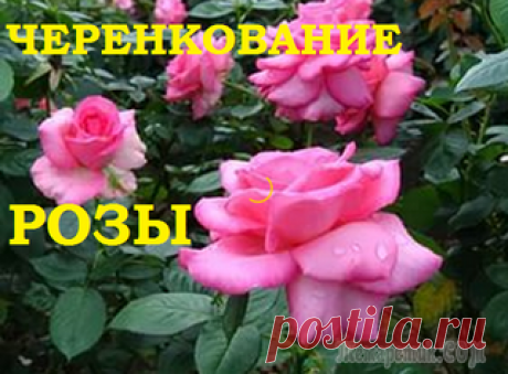 Чем подкормить огурцы в теплице для хорошего роста