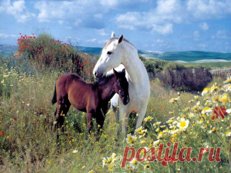.Любовь матери....