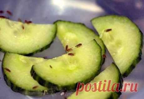 (+1) тема - Выводим мошек из квартиры | МОЙ ДОМ