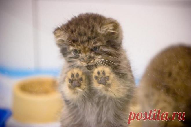 Палласовы коты: самые ленивые дикие кошки на планете