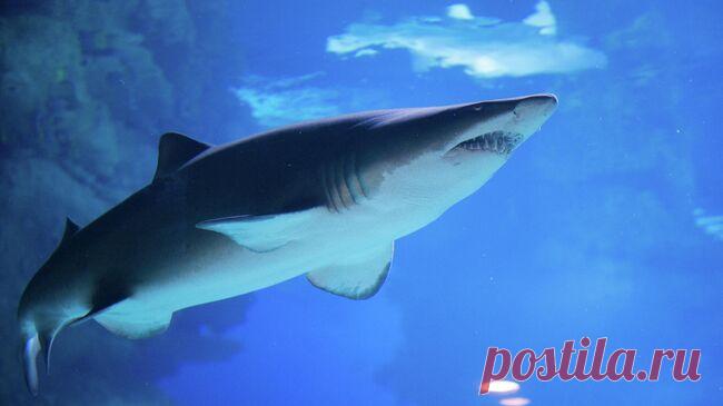 В Австралии женщина погибла при нападении акулы