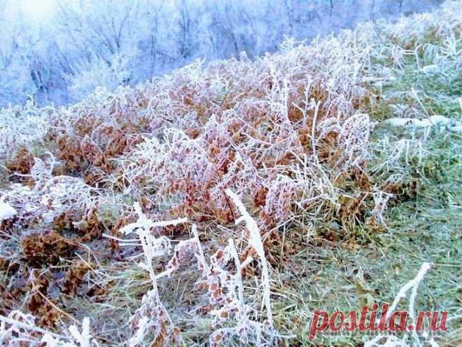 Фрактальная геометрия природы