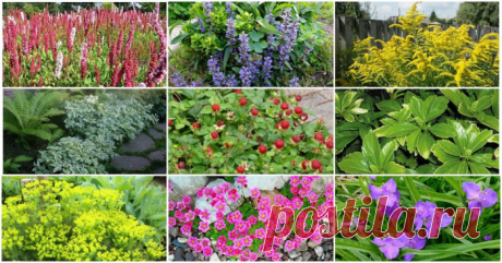 Осторожно! Декоративные растения, которые быстро могут стать сорняками