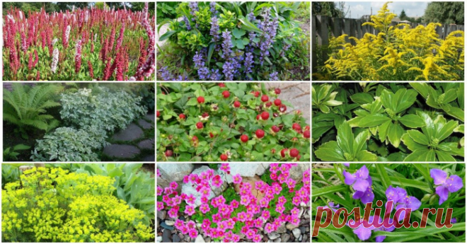 Осторожно! Декоративные растения, которые быстро могут стать сорняками