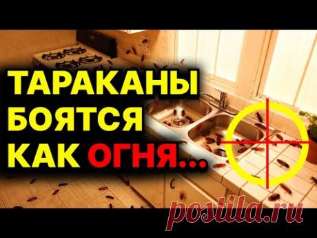 ⚠️ ТАРАКАНЫ ИСЧЕЗНУТ навсегда! Средство, которое работает лучше любой химии!