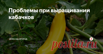 Проблемы при выращивании кабачков При выращивании кабачков каждый садовод сталкивается с различными проблемами. Мы с вами рассмотрим самые распространенные.
· На больших плодах загнивает кончик. Такой симптом говорит об излишке влаги. Временно перестаньте поливать растение. А если на улице дождливая погода, то необходимо сделать над кабачками пленочное укрытие, предохраняющее их от осадков. Такие плоды следует снять с куста и пуст