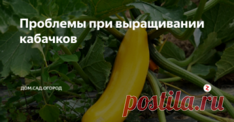 Проблемы при выращивании кабачков При выращивании кабачков каждый садовод сталкивается с различными проблемами. Мы с вами рассмотрим самые распространенные.
· На больших плодах загнивает кончик. Такой симптом говорит об излишке влаги. Временно перестаньте поливать растение. А если на улице дождливая погода, то необходимо сделать над кабачками пленочное укрытие, предохраняющее их от осадков. Такие плоды следует снять с куста и пуст
