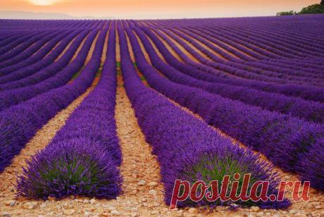 Так растёт лаванда, очень красиво!!!!