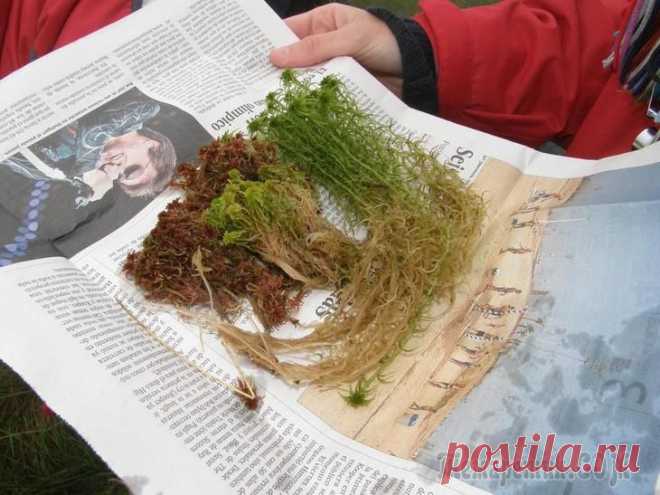 Универсальный сфагнум