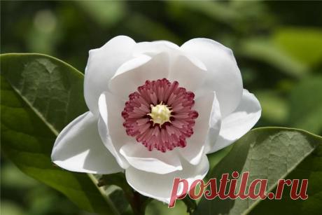 Бедняжка девушка Кейко, Трудилась и ночью и днем, Цветы бумажные клеила, И так кормила весь дом.. Случайно во время работы, Ворвался в окно попугай, Он тайну открыл ей охотно, И труд вмиг доходнее стал, "Цветы окропи каплей крови,-