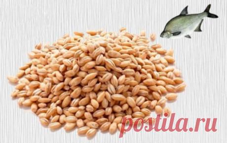 Секрет приготовления перловки 
Бывалые рыбаки знают, что перловка является универсальной насадкой для многих видов рыб. Ловят на перловку плотву, густеру, леща, карася и других рыб. Многие также знают, что на перловку клюют, как правило, более крупные экземпляры. Вашему вниманию предлагается рецепт приготовления этой уловистой насадки. 
Нам понадобятся: 
-Кастрюля емкостью не менее 1 л. 
-Перловая крупа (желательно крупная и хорошо очищенная) 
-Деревянная кухонная лопатка 
-Прикормка 
-Макуха