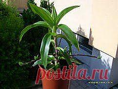 Золотой ус избавит от обуз | Друг пенсионера
Многие знают золотой ус как избавителя от пьянства. Действительно, уникальные свойства этого растения спасли немало семей, страдавших от «зеленого змия». Но ведь не только с алкогольной зависимостью помога­ет справиться золотой ус.