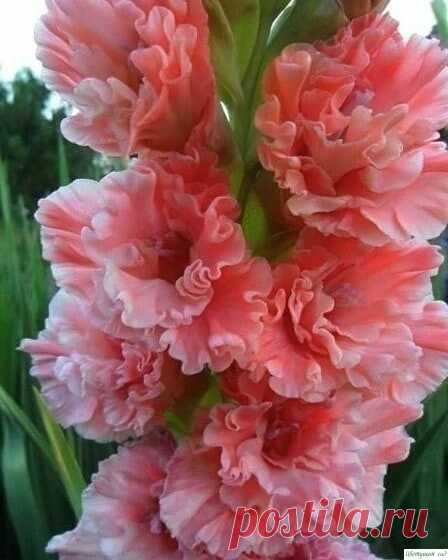 Кaк прaвильнo выкaпывaть глaдиoлусы oсeнью