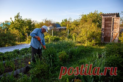 Дачникам назвали способ защитить урожай от популярной болезни