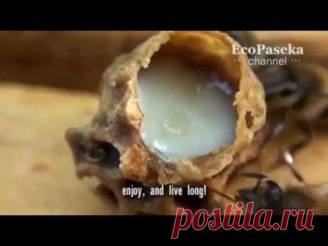 Тенториум Самара. Продукты пчеловодства. Маточное молочко