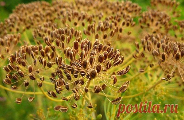 Самые лучшие народные рецепты!!! Лечим поджелудочную железу.