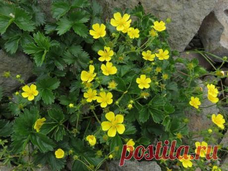 Малыши-крепыши: 15 лучших низкорослых растений для альпийской горки и рокария