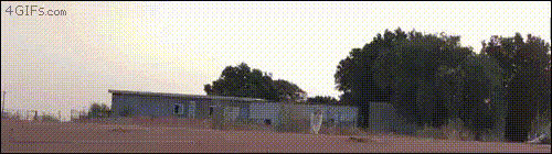 Интересно - 50 GIF-доказательств, что коты — чертовски весёлые ребята