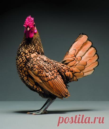 Мы и не знали, что петухи бывают такими! Фотографы Морено Монти (Moreno Monti) и Маттео Транкеллини (Matteo Tranchellini) | Фотоискусство