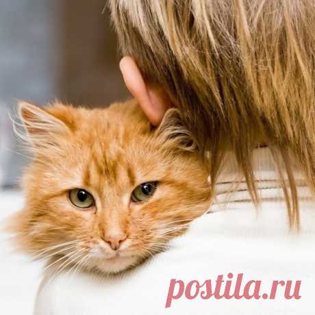 8 лайфхаков, которые облегчат жизнь любого кошатника