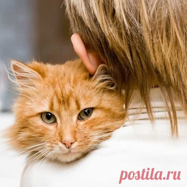 8 лайфхаков, которые облегчат жизнь любого кошатника