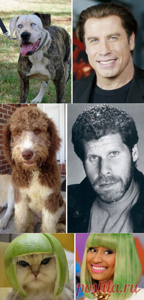 Подборка животных-двойников знаменитостей. Один в один!