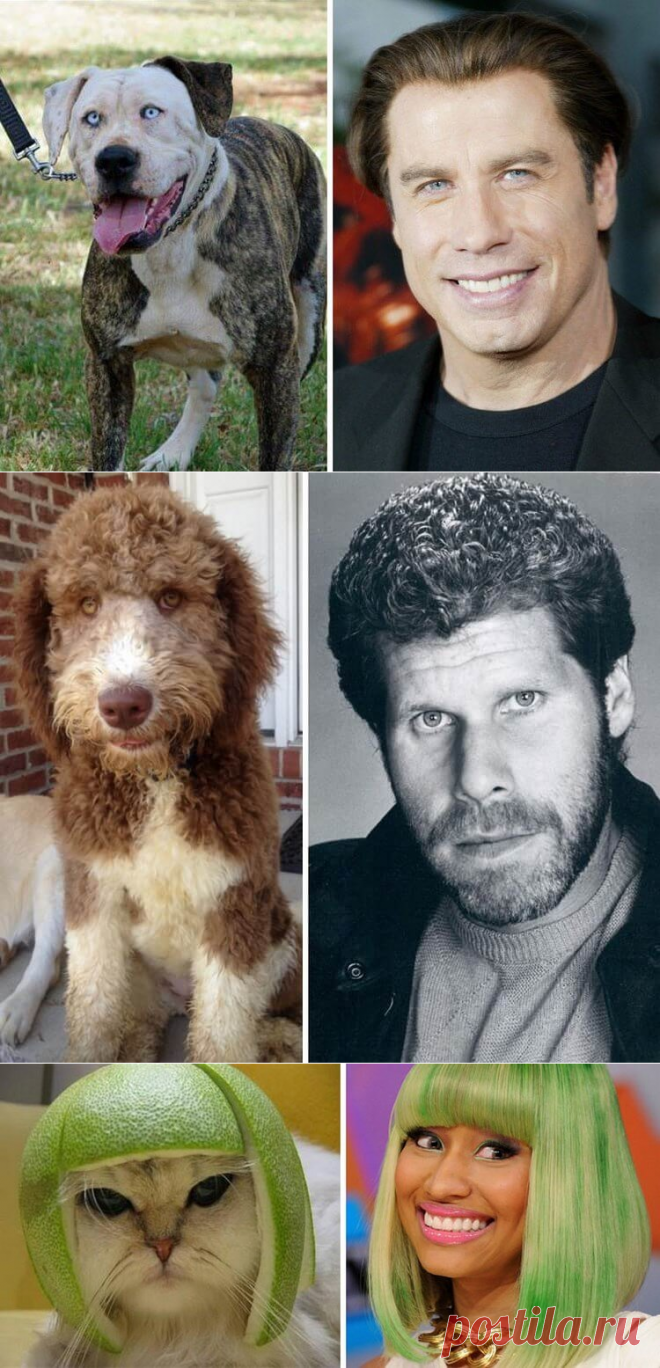 Подборка животных-двойников знаменитостей. Один в один!