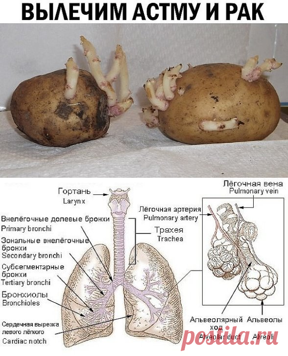 (49) Одноклассники   Картофельные ростки способны вылечить астму и рак