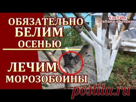 БЕЛИМ ДЕРЕВЬЯ ОСЕНЬЮ..СУПЕР СТОЙКАЯ  ПОБЕЛКА.  ЛЕЧИМ ОТ МОРОЗОБОИН,ОТ ТРЕЩИН..