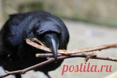 Вороны работают в команде, но не с каждым | Все умницы