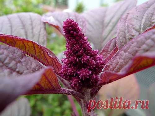 Амарант — настоящий хлеб славян! Вот почему Петр I жестоко запретил выращивать амарант Как непостижимо прекрасна и загадочна природа! Смотришь на растение, думаешь, что это сорняк, а оказывается… Щирица, бархатник, аксамитник, петушиные гребешки, кошачий хвост, лисий хвост — названий у этого красавца предостаточно. Привычный для глаза любого дачника-огородника цветок амарант хранит величайшую тайну! Мара — богиня смерти у древних славян. Амарант в буквальном переводе означ...