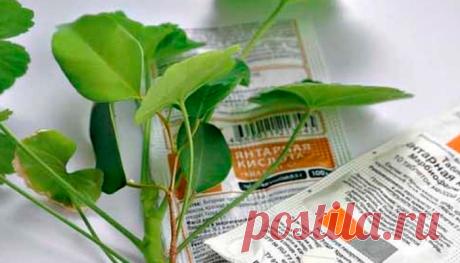 ЭТО СРЕДСТВО РЕАНИМИРУЕТ САМОЕ БЕЗНАДЁЖНОЕ РАСТЕНИЕ
Янтарная кислота для растений, в том числе и комнатных, применяется очень часто. Это и регулятор роста, и антистрессовый препарат, и нормализатор естественной микрофлоры почвы. Она помогает растению лучше усваивать питательные вещества из почвы, справляться с неблагоприятными условиями окружающей среды, такими как жара, заморозки, засуха,...
Читай пост далее на сайте. Жми ⏫ссылку выше