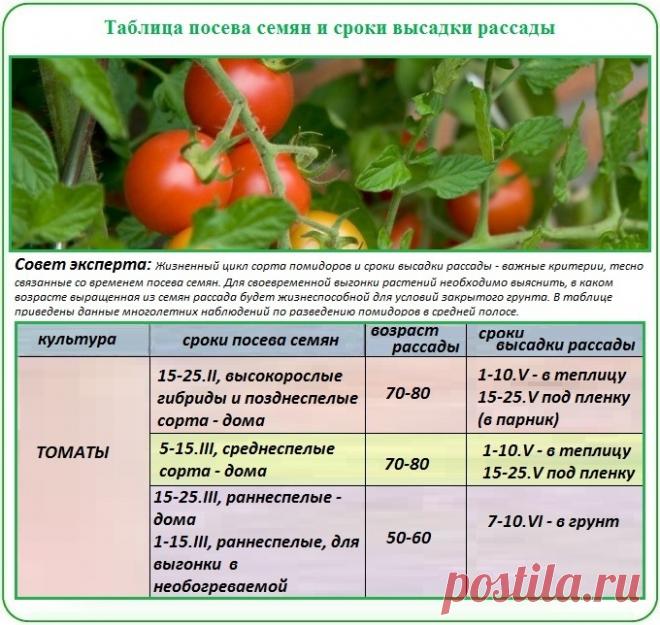 pomidori_V_teplc_is_Pcarbont4.jpg (680×644)