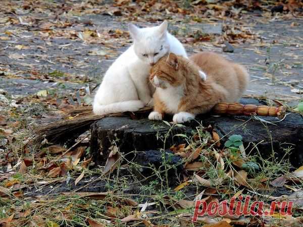 От ведьмы остался только лишь ...веник...