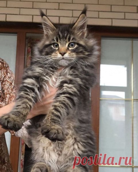 красавчик