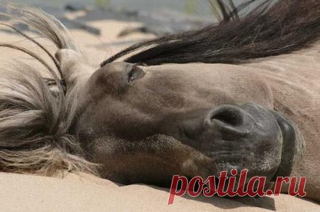 Как спят лошади (12 фото) | Чёрт побери Мне всегда было интересно как же все таки спят лошади, теперь я это знаю :) Лошади спят мало и некрепко. При малейших шорохах животное пробуждается, чтобы успеть убежать. Поэтому для них большое преимущество — спать стоя. Прежде всего, так отдыхают старые или больные лошади, поскольку им трудно подниматься. Лошади помоложе спят преимущественно лежа. Однако животные одной группы никогда не спят одновременно. Как минимум один из них не...