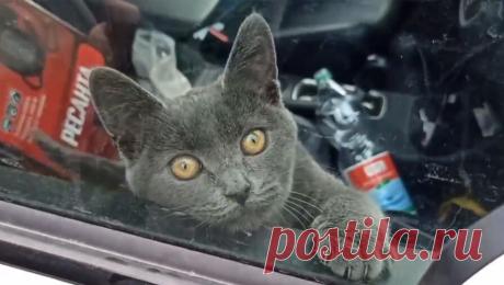 Владелец запертого в автомобиле кота в Москве за день получил 7 штрафов. Владелец автомобиля в Москве, в котором уже четвертый день заперт кот, получил семь штрафов за 30 октября. Все они выписаны за превышение скорости, выяснил телеканал &quot;360&quot;. Речь идет об автомобиле Mitsubishi Outlander с ...