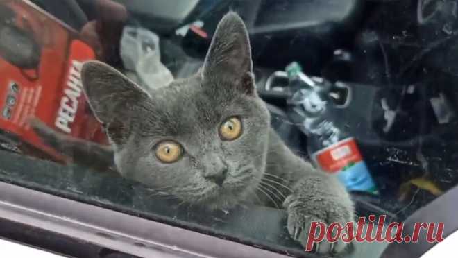 Владелец запертого в автомобиле кота в Москве за день получил 7 штрафов. Владелец автомобиля в Москве, в котором уже четвертый день заперт кот, получил семь штрафов за 30 октября. Все они выписаны за превышение скорости, выяснил телеканал "360". Речь идет об автомобиле Mitsubishi Outlander с ...