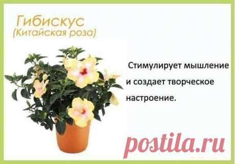 Цветы в детскую комнату / Удивительная еда!
