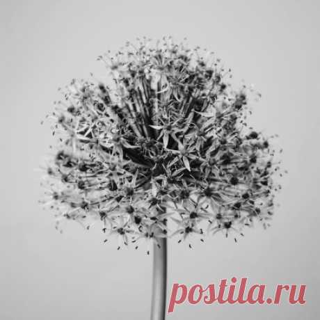 Цвет вездесущий 
Самые чудесные и гармоничные его сочетания встречаются в естественной природе, ни один оттенок не выбивается из композиции.
Природные цветовые сочетания похожи на музыкальные композиции, со своим ритмом, характером, акцентами и рисунком. Ничего лишнего, сомнительного, слишком яркого или блеклого — только гармоничные сочетания. Как и всё, что создано и отобрано за многие годы существования живого мира на нашей планете Земля.
Уже много лет природа вдохновляе...