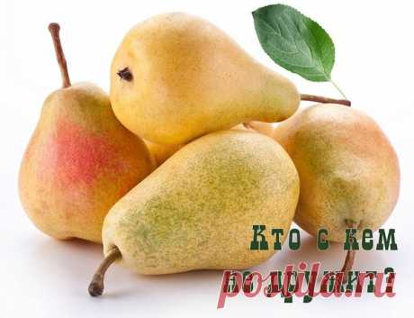 СОСЕДСТВО ДЕРЕВЬЕВ